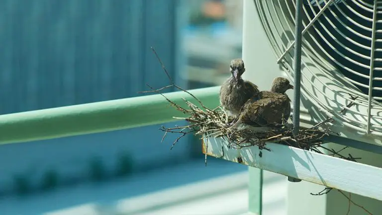 Keep Birds Away from Window Air Conditioner